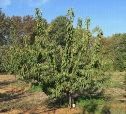 Cerise - Feroni greffée sur Sto 2 : arbre en 4e feuille